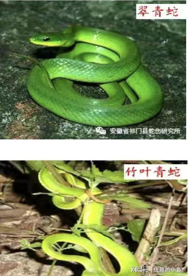三亚毒蛇咬伤悲剧敲响警钟！这些保命常识后天就得记牢(图1)